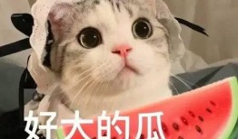 娱乐吃瓜君和罗小猫,揭秘娱乐圈背后的趣味故事