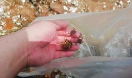 赶海假视频爆料,一场网络炒作的狂欢