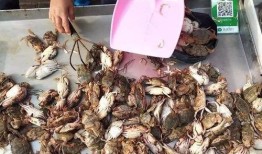 赶海假视频爆料,一场网络炒作的狂欢