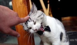 爆料泰国肥猫视频大全集,视频大全集趣味回顾