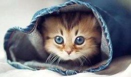 娱乐吃瓜君和罗小猫,揭秘娱乐圈背后的趣味故事